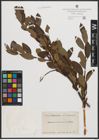 Foto von Salix phylicifolia L.